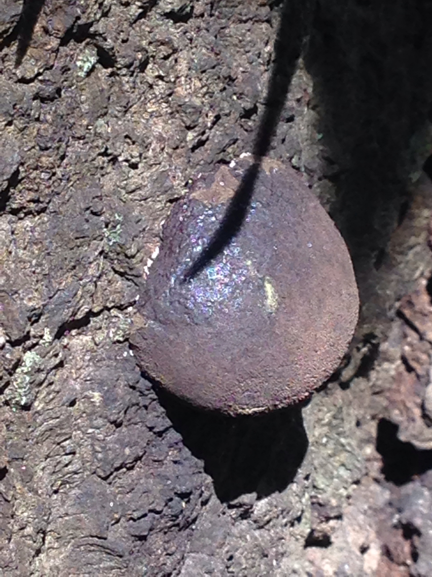 Annulohypoxylon image