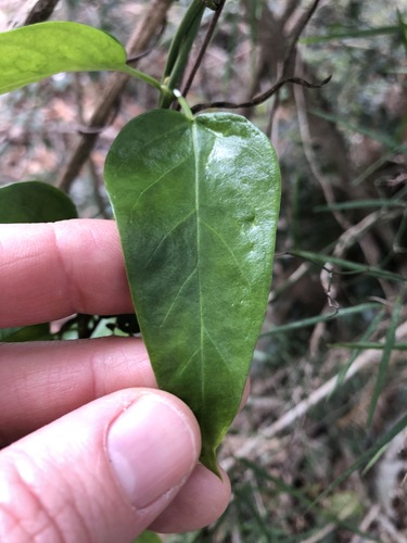 Image of Cynanchum bowmanii by (c) Greg Tasney, some rights reserved (CC BY-SA)