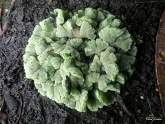 Riccia crystallina