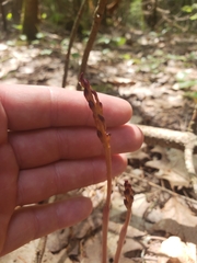 Corallorhiza maculata