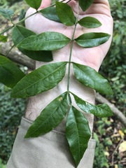 Flindersia xanthoxyla
