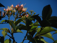 Miconia purpurea