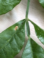 Flindersia xanthoxyla