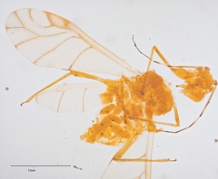Tinocallis ulmiparvifoliae