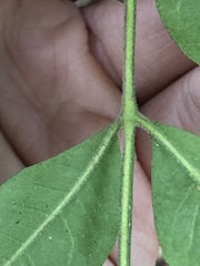 Flindersia xanthoxyla