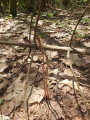 Corallorhiza maculata