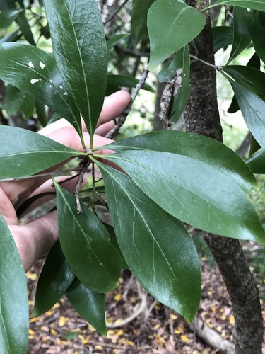 Denhamia disperma (Denhamia disperma)