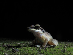 Craugastor longirostris