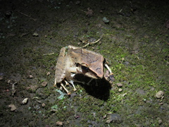 Craugastor longirostris