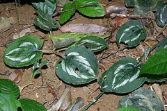 Aglaonema