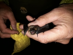 Eptesicus nilssonii