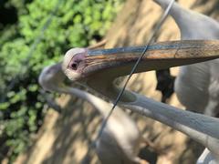 Pelecanidae