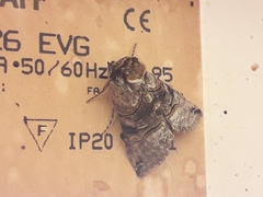 Abrostola tripartita