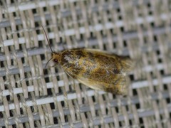 Clepsis melaleucanus