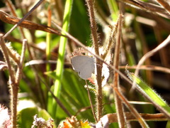 Theope foliorum