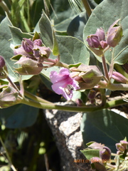 Acmaeodera