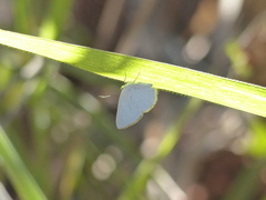 Theope foliorum