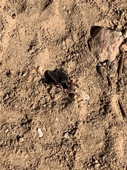 Apiomerus californicus