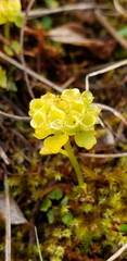 Chrysosplenium