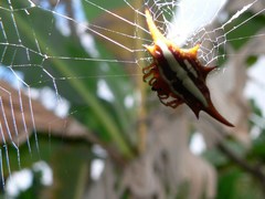 Gasteracantha versicolor