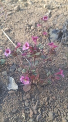 Diplacus constrictus