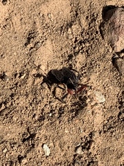 Apiomerus californicus