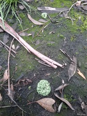 Riccia crystallina