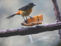 Ramphocelus flammigerus flammigerus