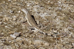 Callisaurus draconoides ventralis