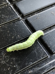 Amphipyra tragopoginis