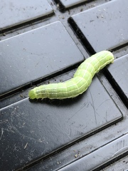 Amphipyra tragopoginis