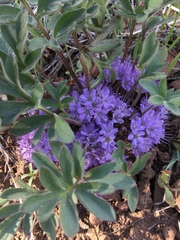 Hydrophyllum alpestre