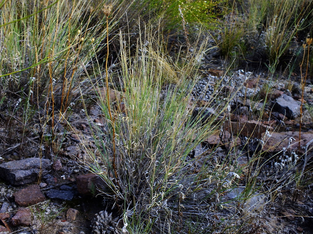 Aristida mendocina