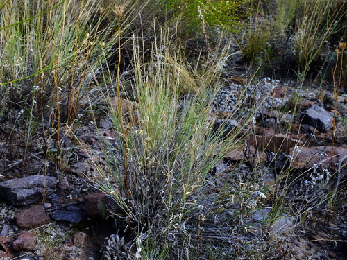 Aristida mendocina