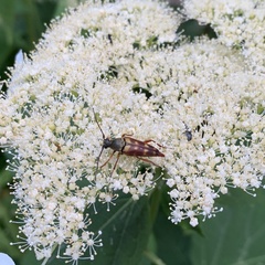 Typocerus velutinus