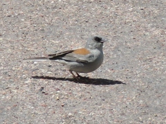 Junco hyemalis dorsalis