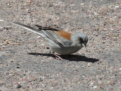 Junco hyemalis dorsalis