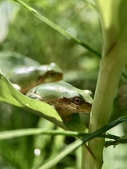Hyla japonica