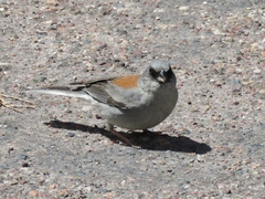 Junco hyemalis dorsalis