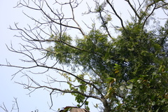Flagellaria