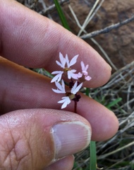 Lithophragma glabrum