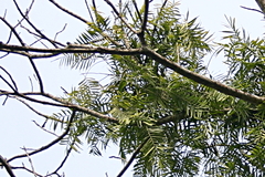 Flagellaria
