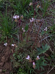Lithophragma glabrum