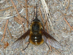 Bombylius mexicanus