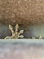 Gekko japonicus