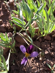 Viola beckwithii