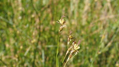 Juncus mexicanus