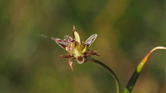 Juncus mexicanus