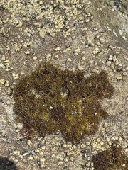 Endocladia