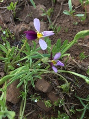 Viola beckwithii
